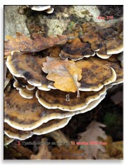 Грибы Майтаке (Grifona frondosa)