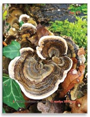 Грибы Майтаке (Grifona frondosa)