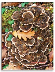 Грибы Майтаке (Grifona frondosa)