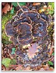 Грибы Майтаке (Grifona frondosa)