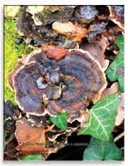 Грибы Майтаке (Grifona frondosa)