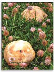 Грибы Шитаке (Shiitake)