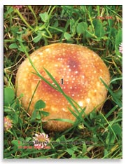 Грибы Шитаке (Shiitake)