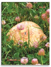 Грибы Шитаке (Shiitake)