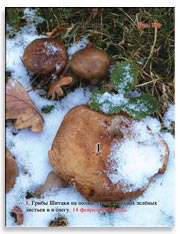 Грибы Шитаке (Shiitake)