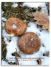 Грибы Шитаке (Shiitake)