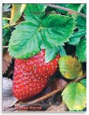Земляника садовая (клубника), Fragaria ananassa