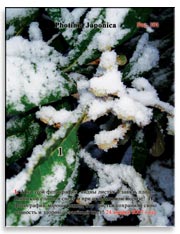 Японская слива (Photinia Japonica)