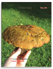 Белые грибы (Boletus edulis)