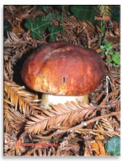 Белые грибы (Boletus edulis)