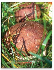 Белые грибы (Boletus edulis)