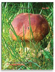 Белые грибы (Boletus edulis)