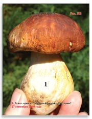 Белые грибы (Boletus edulis)