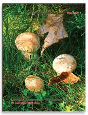 Маслята обыкновенные (Suillus lureus)