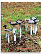 Аспарагусовые грибы (Asparagus mushroom)