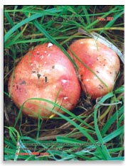 Сыроежки съедобные (Russula verca Fr.)