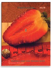 Земляника садовая (клубника), Fragaria ananassa