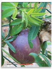 Passiflora Sayonara