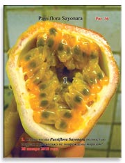 Passiflora Sayonara