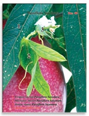 Passiflora Sayonara