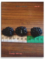 Ежевика (Rubus caesius)
