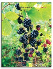 Ежевика (Rubus caesius)