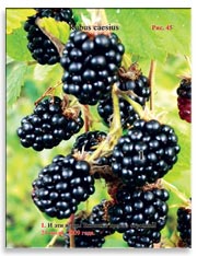 Ежевика (Rubus caesius)