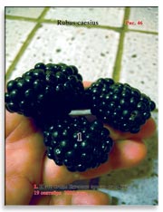 Ежевика (Rubus caesius)