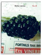 Ежевика (Rubus caesius)