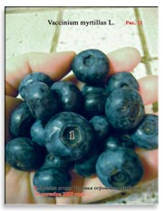 Черника (Vaccinium myrtillus L.)