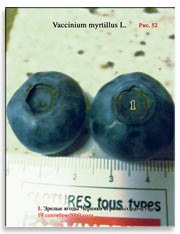 Черника (Vaccinium myrtillus L.)