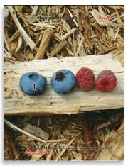Малина (Rubus daeus) и Черника (Vaccinium myrtillus L.)