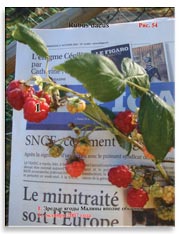 Малина (Rubus daeus)