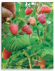 Малина (Rubus daeus)