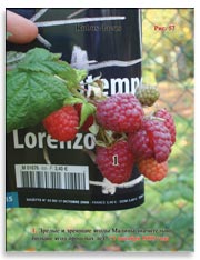 Малина (Rubus daeus)