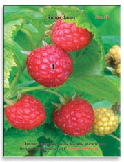 Малина (Rubus daeus)