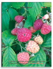 Малина (Rubus daeus)