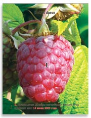 Малина (Rubus daeus)