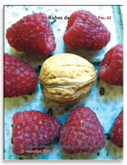 Малина (Rubus daeus)