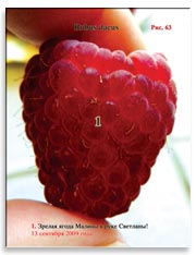 Малина (Rubus daeus)