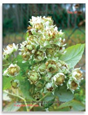 Малина (Rubus daeus)