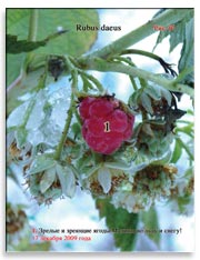 Малина (Rubus daeus)