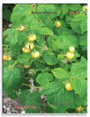 Малина жёлтая (Rubus ellipticus)