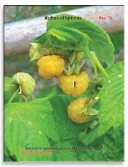 Малина жёлтая (Rubus ellipticus)