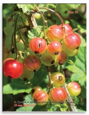 Смородина красная (Ribes vulgare Lam.)