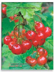 Смородина красная (Ribes vulgare Lam.)