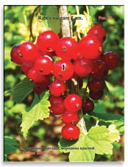 Смородина красная (Ribes vulgare Lam.)