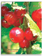 Смородина красная (Ribes vulgare Lam.)