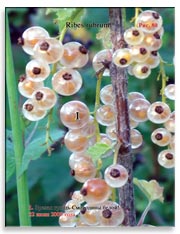 Смородина белая (Ribes rubrum)