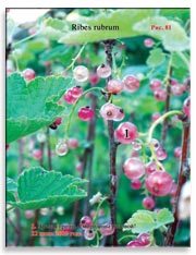 Смородина белая (Ribes rubrum)